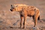 Spotted Hyena Spotted Hyena