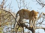 Leopard in a tree Leopard in a tree