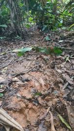 Dwarf Buffalo Hunt in Cameroon 7