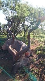 Kudu Trophy 3
