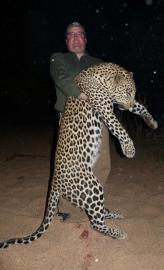 Zimbabwe trophy leopard