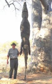 Big Mozambique trophy crocodile