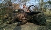 A big Cape buffalo is down!