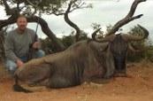 Trophy Blue Wildebeest