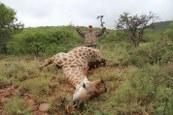 Hunter with his Giraffe Trophy