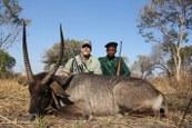 Crayshaw's Defassa waterbuck