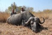 Buffalo bull trophy taken in Zambia