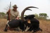 Nice trophy sable in zambia