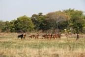 Herd of sable in Zambia