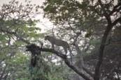 Leopard on bait in tree