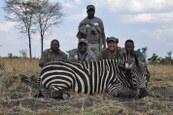 Tanzania Zebra