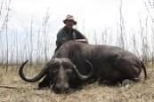 Trophy buffalo with nice drops
