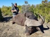 Trophy Cape Buffalo