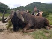 Eastern Cape Black Wildebeest