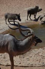 Premium Bow Hunt in Namibia 19