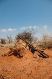 South Africa Spot & Stalk Lioness Hunting Safari 9