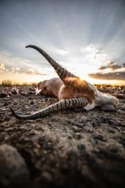 Springbok Down!