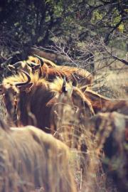 Golden Wildebeest Bulls