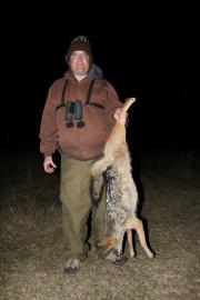 Black Back Jackal Night Critter