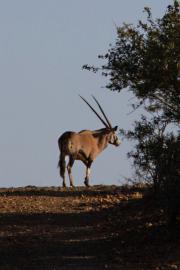 Gemsbok