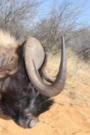 Premium Bow Hunt in Namibia 2