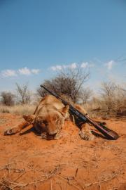 South Africa Lion Hunt