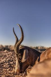 Namibia Springbok Trohy