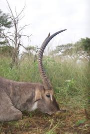 Giant Waterbuck