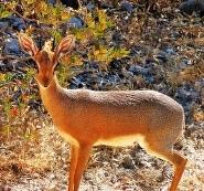 Very alert Damara dik-dik
