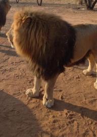 Trophy Lion Hunting Safari in South Africa 3