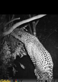 Leopard feeding on bait in Zimbabwe