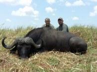Trophy Cape buffalo in the saw grass