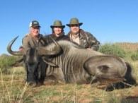Namibia Blue Wildebeest