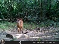 Small antelope caught on trail camera