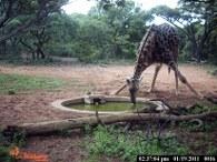 Girrafe squatting to drink