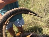 Big Sable Horns