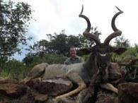 Large Limpopo Kudu