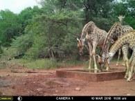 Giraffe drinking at the waterhole