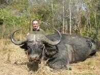 Big Cape buffalo bull
