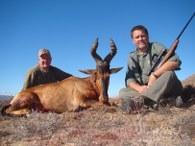 Cull Red Hartebeest 1