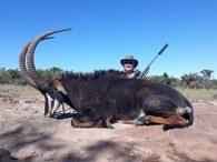 Big trophy sable bull