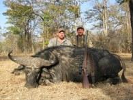 Another great Zambia Cape buffalo trophy