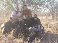 Cape Buffalo Cow Trophy 2