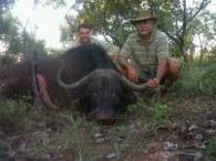 Nice Cape Buffalo Trophy