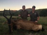 Red Hartebeest Cull