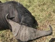 Nice hard-bossed Cape buffalo bull trophy