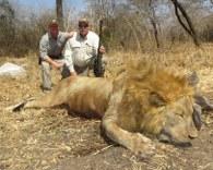 Tanzania Lion Hunt Trophy