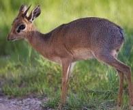 Cautios Damara dik-dik