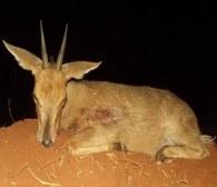Trophy Grey Duiker