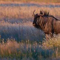 Blue Wildebeest Bull